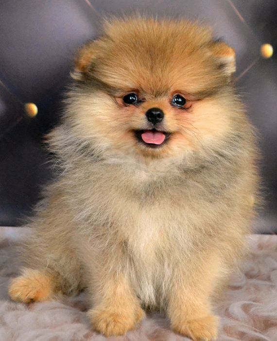 Мишка пом шпиц 5 месяцев