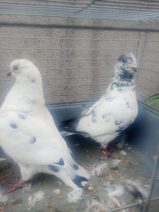 Gołębie ozdobne Rysie i Kingi