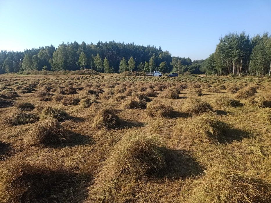 Seradela zbiór 2025