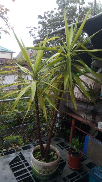 Юкка кімнатна  1500грн.