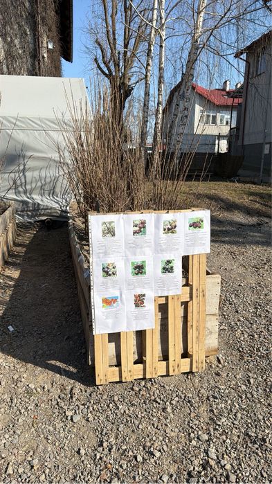 Drzewka Owocowe - Spichlerz Radymno