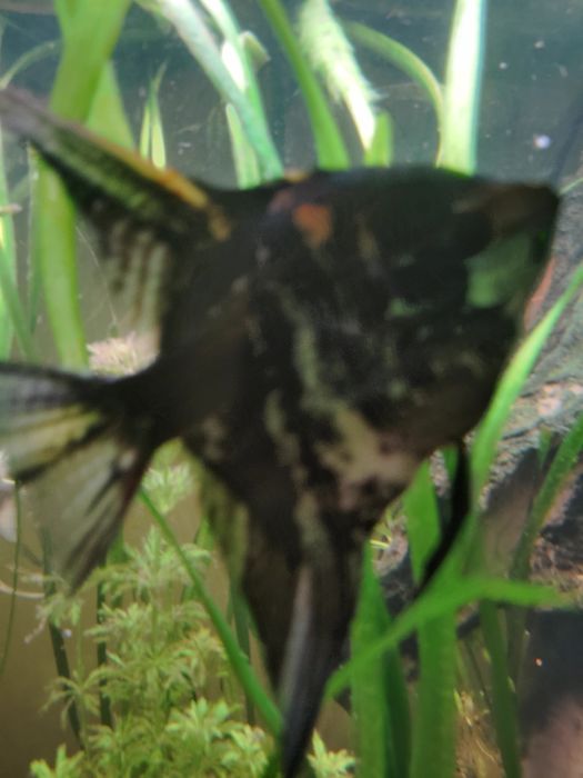 Sprzedam skalary czarne