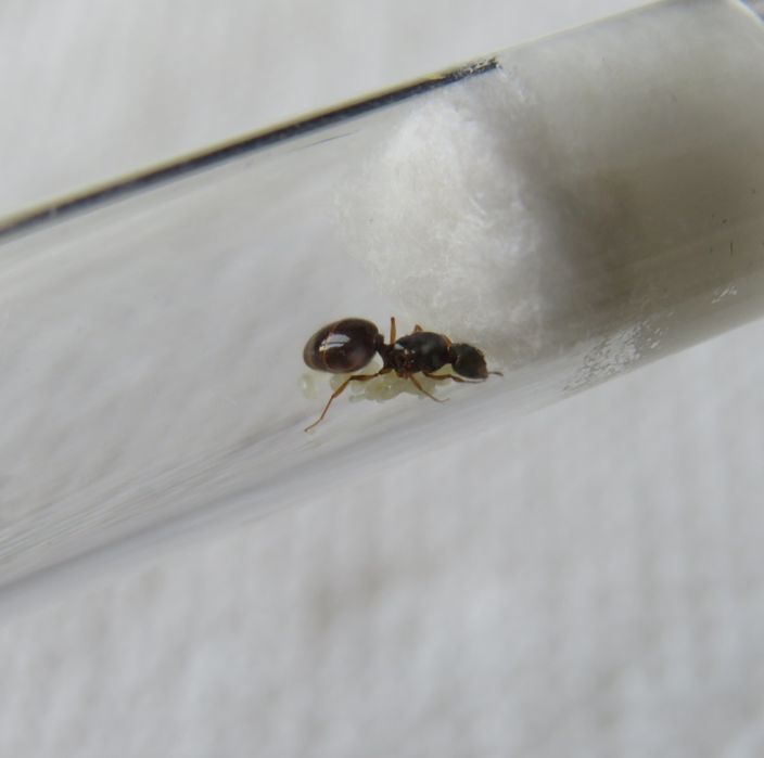 Экзотические муравьи Pheidole pallidula  с рабочими для муравьиной фермы! Корм в подарок!
