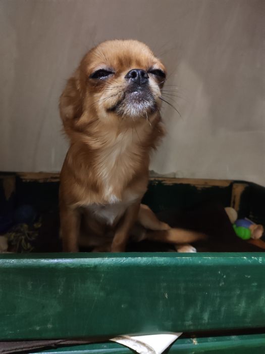 Дівчика Чікобарі