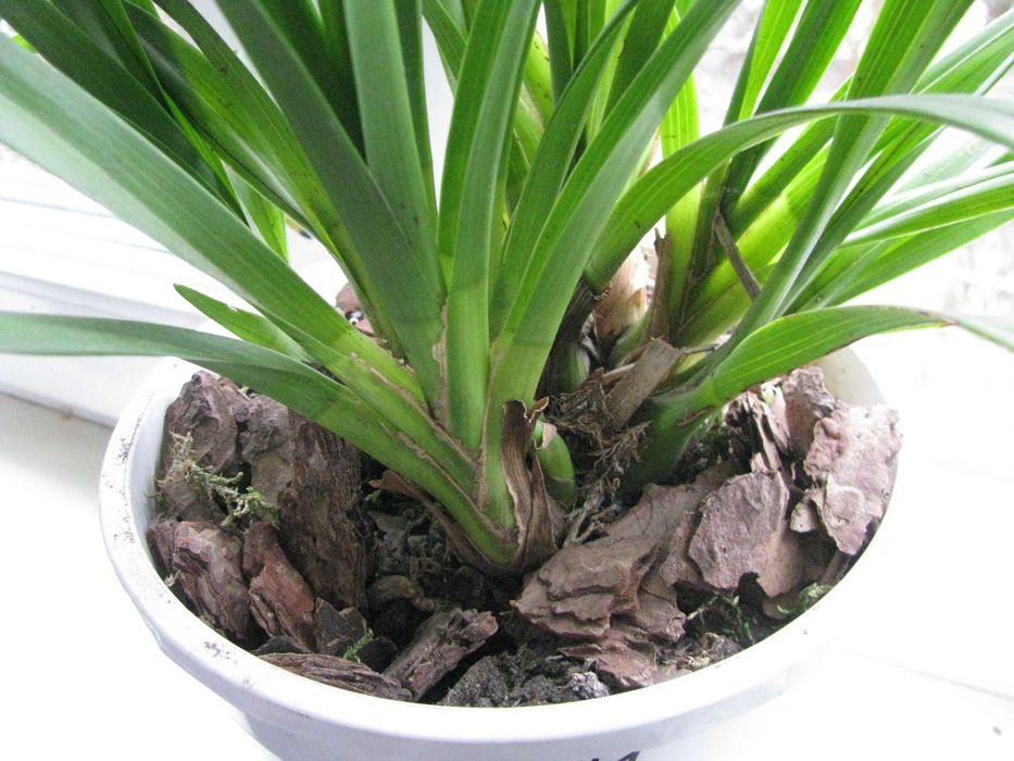 Орхідея цимбідіум.