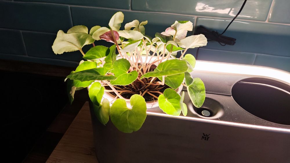 Vaso indoor para plantas ou ervas aromáticas AMBIENT - WMF