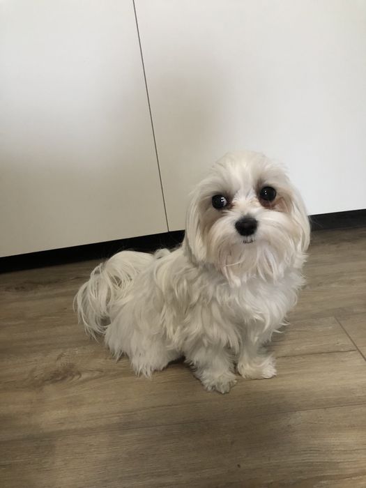 Злучка міні Мальтезе