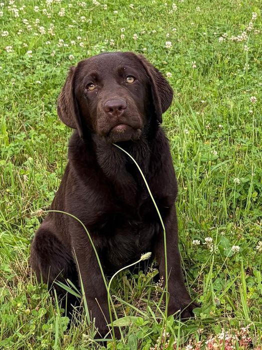 Labrador retriever