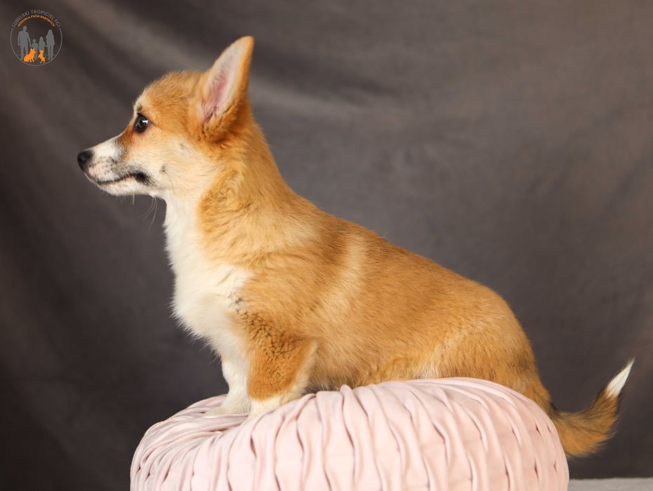 Welsh Corgi Pembroke ZKwP FCI suczka