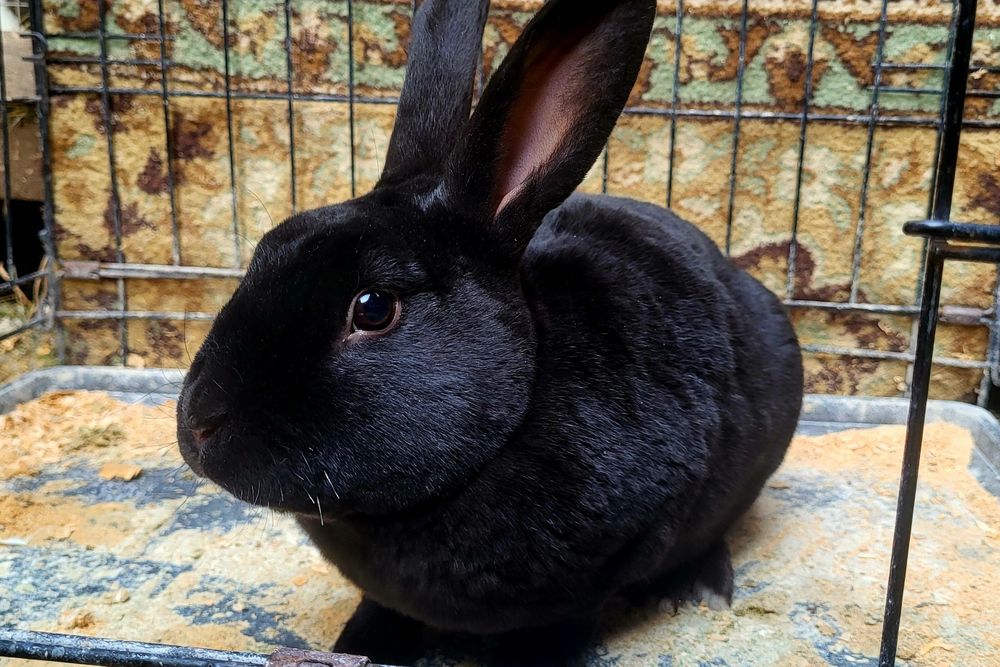 Кролики породи  Рекс