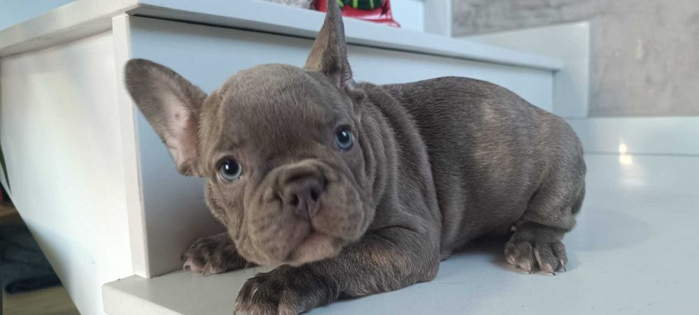 Bulldog frances azul cinza