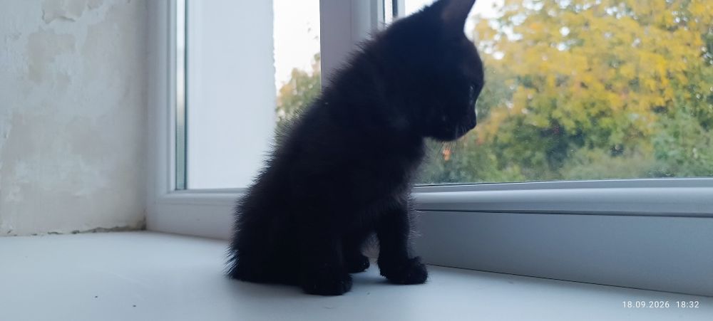чорний котик кошеня