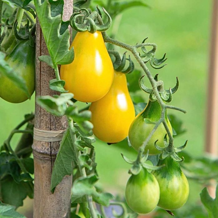 Pomidor koktajlowy mix -nasiona