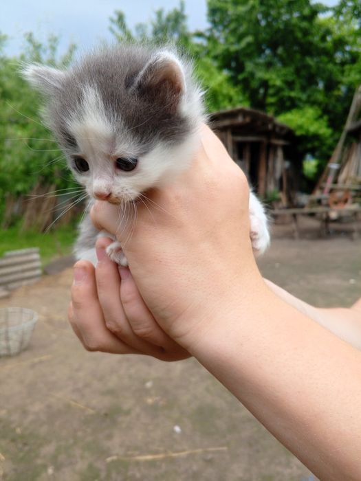 Віддам кошенят у добрі руки