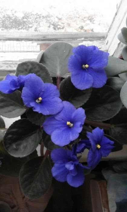 Фиалка синяя (сенполия) пр.