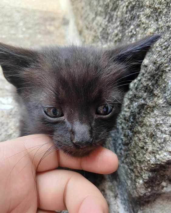 Da se gatinhos bebes