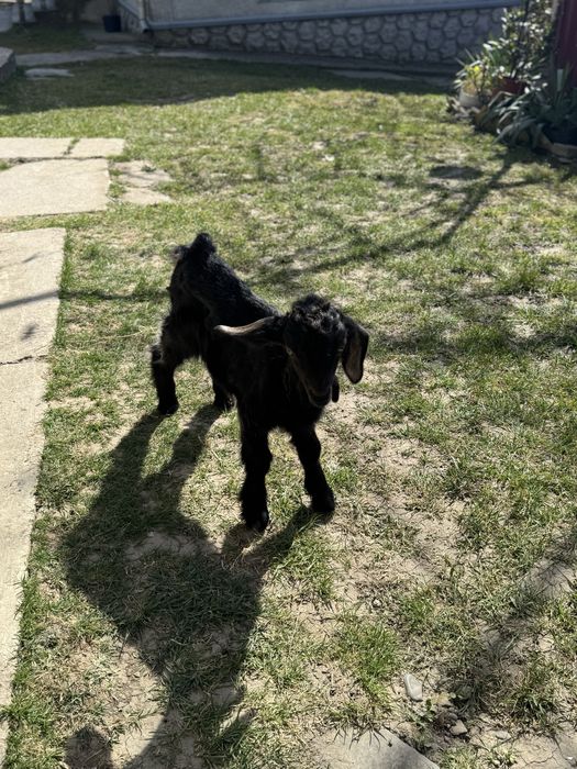 Козлик занівсько-нубійський шукає родину