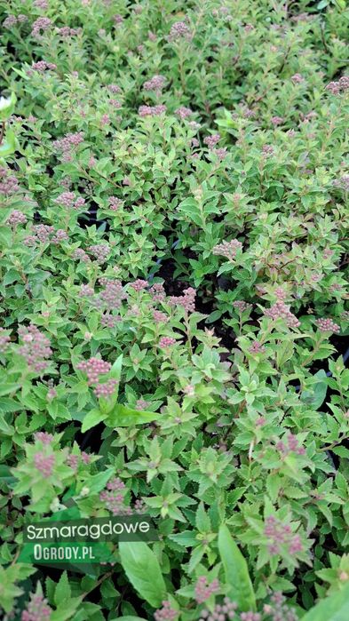 Tawuła japońska - DWARF - Spirea Japonica w donicy C2