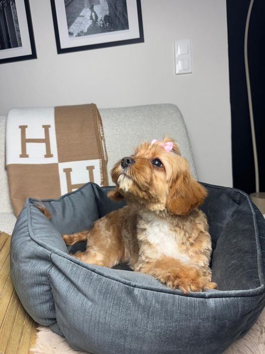 cavapoo szczeniak suczka