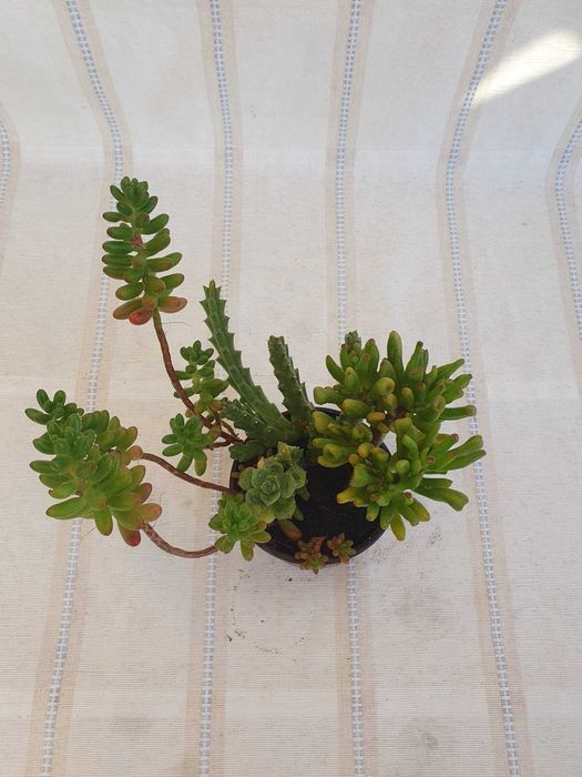 Planta - Crassula & Sedum & Rhipsalis