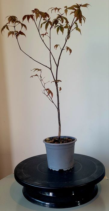 Bonsai de Ácer palmatum