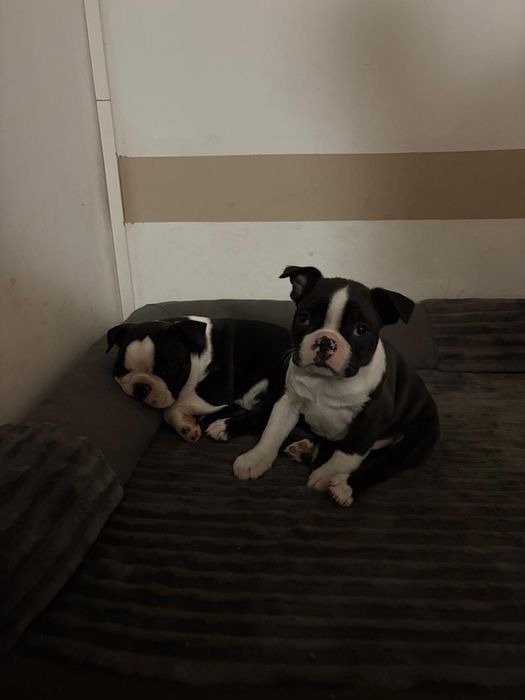 Boston terrier piesek