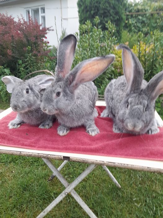 Кролі європейська шиншила