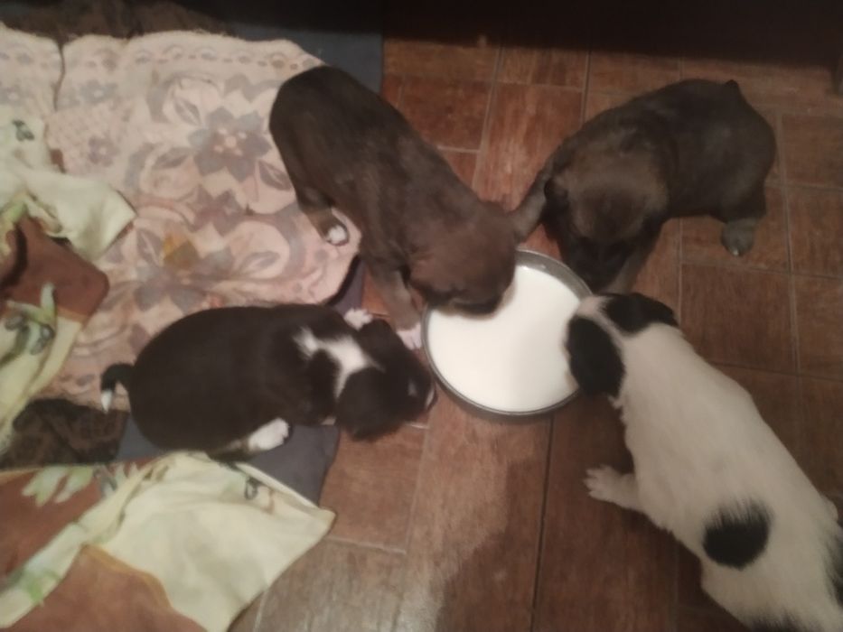 Віддамо ціценят в хороші руки