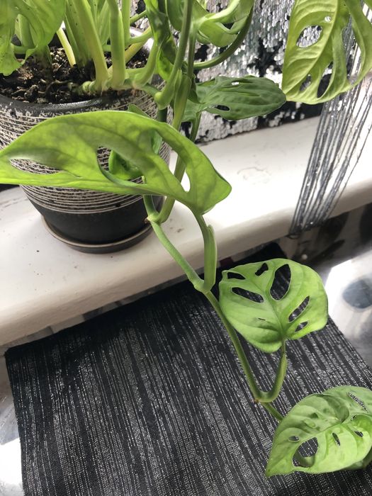 Продам вазон разом з горщиком