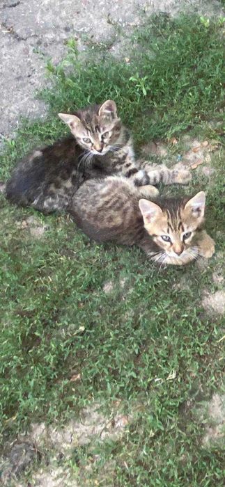 Віддаємо кошеня БЕЗКОШТОВНО