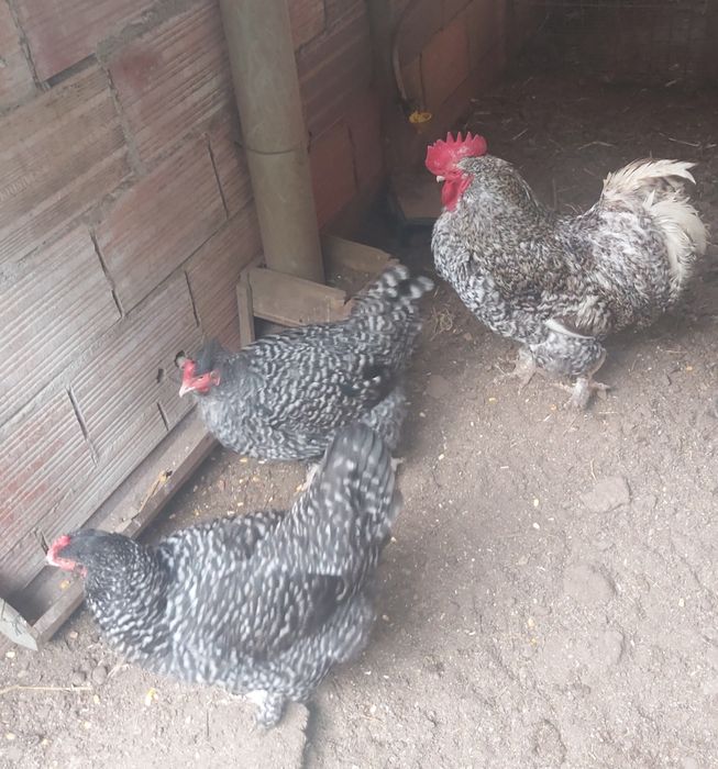 Galos e Galinhas Malines