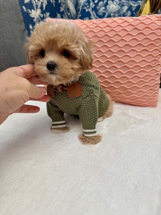 Мальтипу ф1 мини девочка