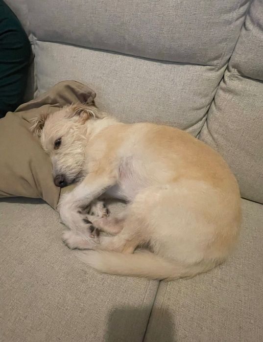 Cão para adoção