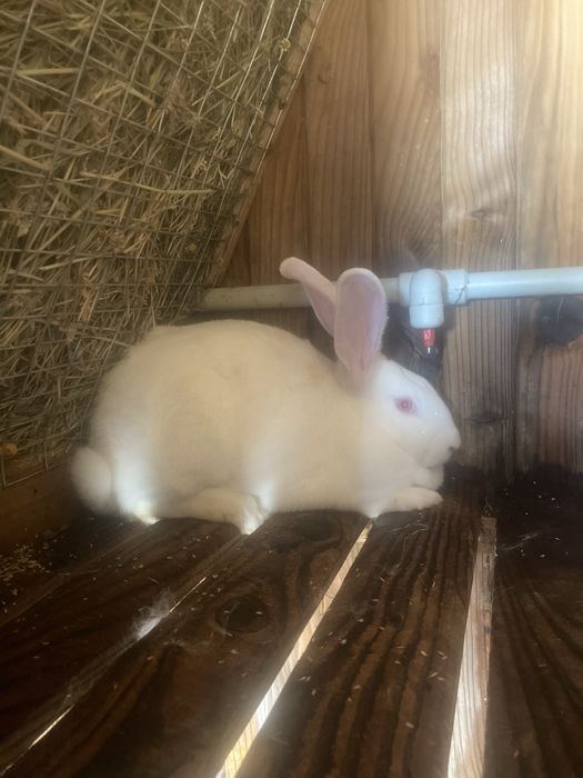 Кролі породи термонська біла самки та самці  різного віку