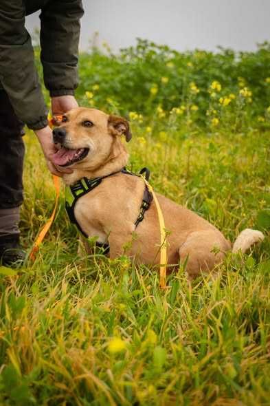 Przyjazny spokojny Marianek szuka domku
