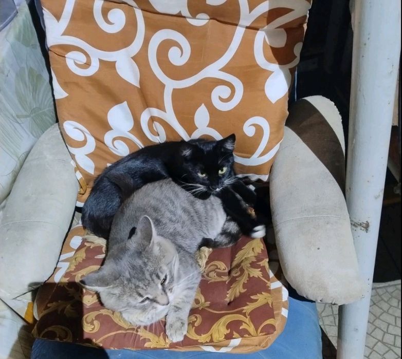 Отдам котят в добрые руки Днепр