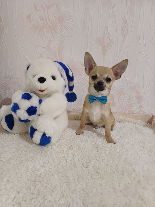 Чихуахуа міні собачка