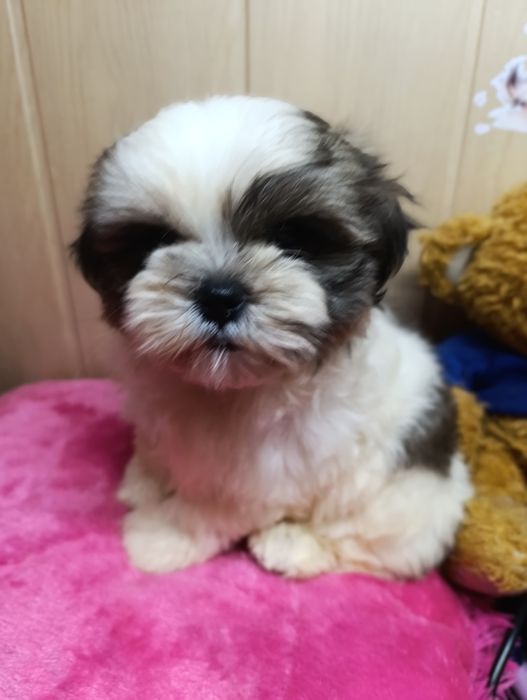 Ши-тцу гарнюній хлопчик