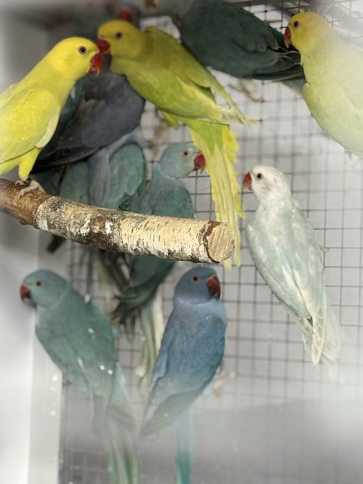 Aleksandretta obrożna