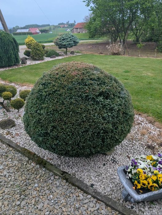 Dwa drzewka bonsai