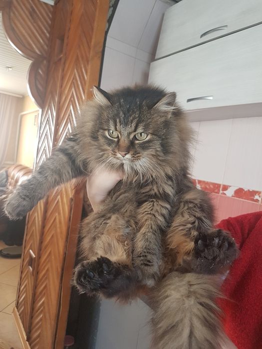 Кішка  безкоштовно