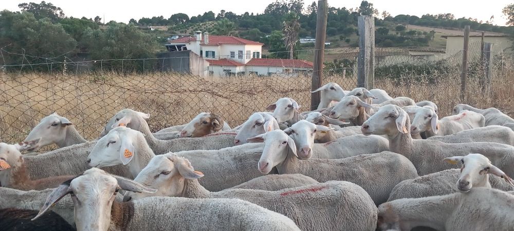 Rebanho  de 60 ovelhas novas e boas com b4