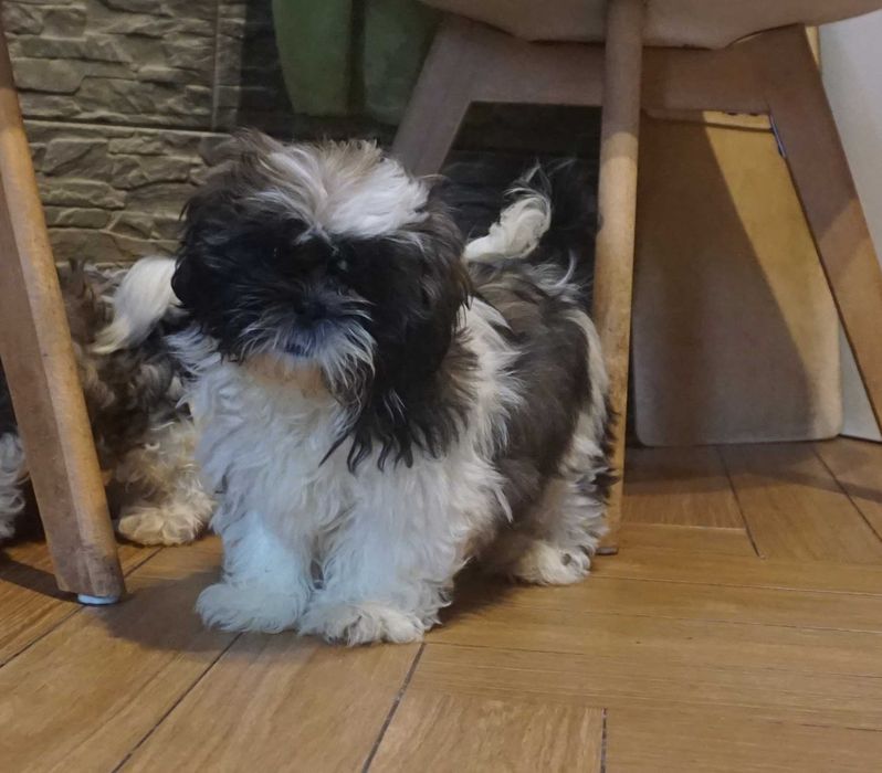 shih tzu sunia tricolor