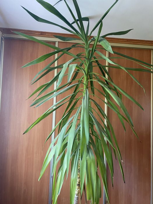 Вазон (кукурудза)