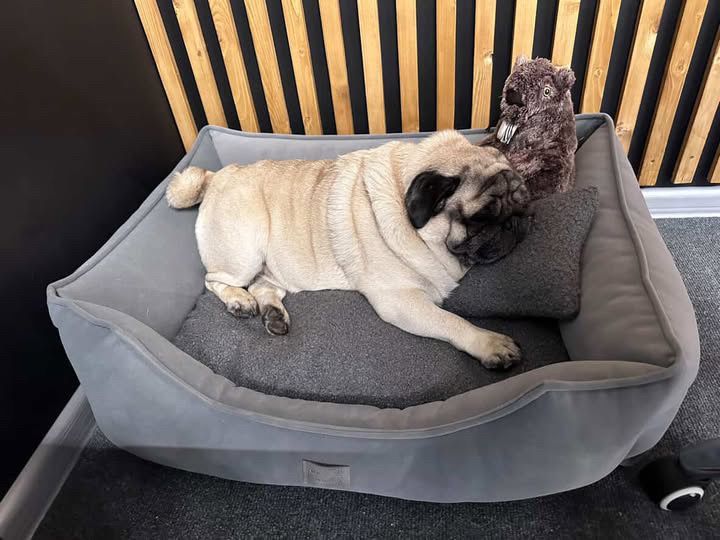 Лежанка для собак