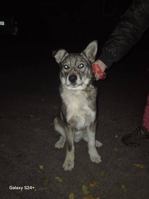 Чудовий песик, собачка хлопчик, друг, компаньон