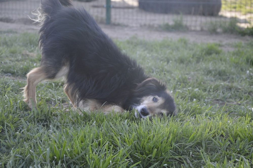 Laki w typie Border Collie do adopcji