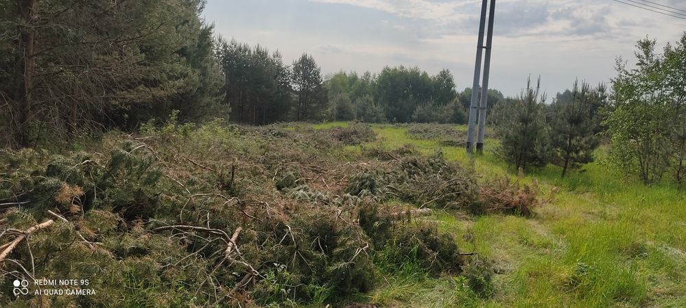 Sprzedam zrębki iglaste i liściaste.