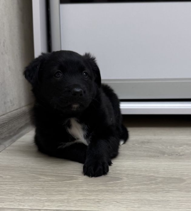 Даром прекрасные щеночки.