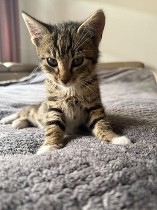 Kocurek do adopcji